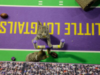 kittenbowl