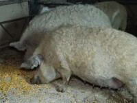 Alertă în Dâmbovița. Focar de pestă porcină într-un fond de vânătoare și în gospodării