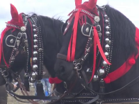 Botezul cailor. Tradiții și exemplare frumoase în Prahova, dosare penale în Dâmbovița