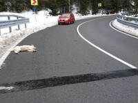 Câine împușcat pe stradă, în Maramureș. Un copil de 6 ani a intrat în stare de șoc