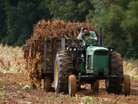 Ajutoare cu bani pentru fermieri. Ministrul Agriculturii: ”Oferim 4.000 de euro per beneficiar”