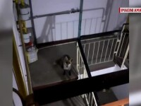 O vulpe s-a furișat în scara unui bloc din Buzău. Ar fi coborât din pădure