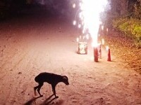 Un câine a murit la Botoșani, îngrozit de zgomotele petardelor de Revelion. De ce sunt mai afectate animalele