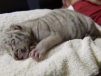 Un pui de tigru alb s-a născut la o grădină zoologică din Nicaragua. VIDEO