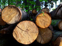 DNA deschide o anchetă privind tăierile ilegale de lemn. ”Este vorba despre Mafia Pădurilor”