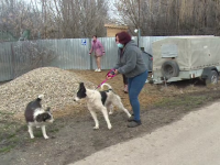 O femeie a găsit trei câini spânzurați, într-un sat din Bihor