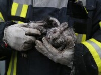 FOTO. Pompierii bucureșteni au salvat doi iepuri dintr-un incendiu izbucnit într-un bloc
