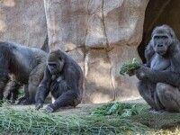 Două gorile de la o grădină zoologică din California, testate pozitiv pentru noul coronavirus