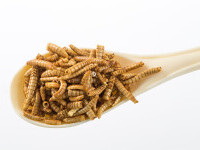 UE a aprobat consumul de insecte. Viermele de făină, cel mai nou produs alimentar