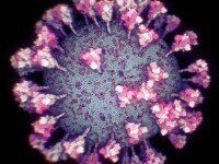 Cercetătorii au reuşit să facă prima fotografie 3D a coronavirusului - FOTO