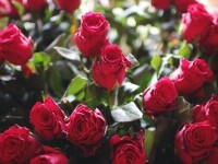 (P) Cum oferi flori de Valentine`s Day?