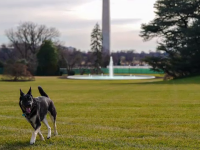 Câinii ciobănești ai lui Joe Biden au ajuns la Casa Albă. Care sunt poveștile lui Champ și Major