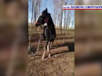 Proprietarul celor 35 de cai găsiți abandonați lângă lacul Zarguzon, identificat și amendat. Ce se va întâmpla cu animalele