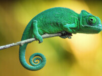 Un bărbat a încercat să fure 74 de cameleoni. I-a ascuns în șosete și pahare de înghețată