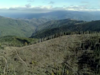 SUMAL, platforma menită să descurajeze mafia pădurilor, va fi îmbunătățită de la finalul lunii