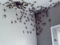 „Invazia păianjenilor”. Surpriza de care a avut parte o femeie când a intrat în camera fiicei sale. FOTO