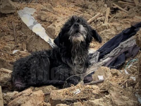 Un câine din Suceava a continuat să păzească o casă și la trei ani după ce i-au murit stăpânii