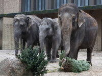 Bangladesh: O turmă de elefanţi sălbatici a doborât un zid de beton şi a pătruns într-un parc zoologic