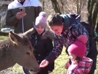 Locul de poveste de la poalele Munților Făgăraș. La Valea Avrigului, ciutele îți mănâncă din palmă