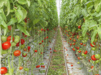 Programul „Tomata” va fi reluat în 2022. Fermierii vor primi mai mulți bani față de anul trecut