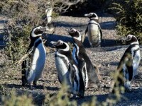 Studiu: Sute de pinguini au murit în 2019, din cauza valului neobișnuit de căldură