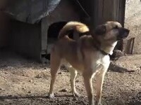 Trei tineri din Mureș au ucis în bătaie un câine, după un conflict cu proprietarul animalului