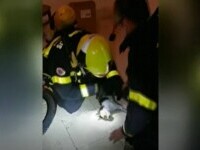 Spania: O pisică aflată în stop cardio-respirator a fost salvată de pompieri, care i-au făcut respirație gură la gură