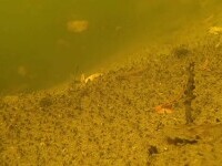 Un biofizician din Cluj face cercetări în cel mai mare lac helioterm din lume. Descoperirile sunt uluitoare