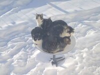 Cum folosesc pisicile din SUA antenele de satelit ale lui Musk pentru a se încălzi iarna