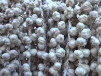 Guvernul acordă ajutor pentru cultivarea usturoiului și în 2022. Suma alocată va fi majorată