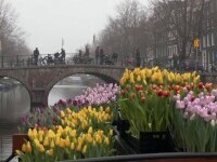 Sezonul lalelelor a început în Olanda. Cum au marcat oamenii Ziua Națională a Lalelelor