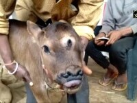 VIDEO. Un vițel cu 3 ochi și 4 nări s-a născut în India. Localnicii cred că este Zeul Shiva