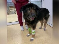 Premieră în medicina veterinară din România. Medicii au extirpat o tumoră de 13 kilograme de la o cățelușă