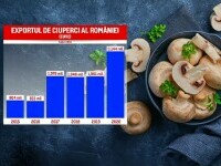 România exportă de trei ori mai multe ciuperci decât în 2015