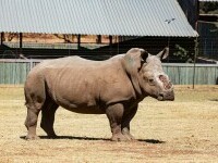 Un rinocer sud-african căruia i-a fost îndepărtat cornul cu brutalitate s-a întors în sălbăticie după 6 ani de recuperare