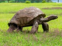 Cum arată Jonathan, cea mai bătrână broască țestoasă din lume. Are aproape 200 de ani