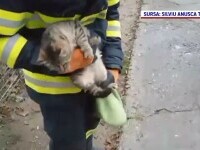 „Pisica din tei”. Cum a fost salvată felina de pompieri, de la opt metri înălțime
