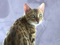 pisica jaguar