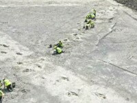 Urme mari de dinozauri, descoperite într-o carieră din Marea Britanie. Ce cred cercetătorii