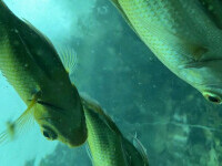 O tânără a scăpat telefonul în apă când înota în Mexic. Imaginile surprinse au ajuns virale. VIDEO