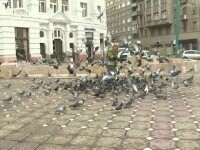 Tradiția hrănirii porumbeilor nu mai este amendată la Timișoara. Până la 300 de lei plăteau cei prinși