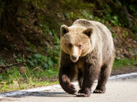 Alertă de urs la Sinaia. A fost văzut aproape de Castelul Peleș. Avertismentul transmis turiștilor