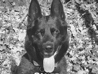 A murit Șuier, cel mai respectat și iubit câine polițist din România
