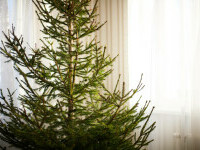 Când trebuie despodobit bradul de Crăciun. Ce spun preoții despre pomul împodobit de sărbători