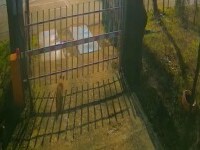 Trei vulpi au apărut în centrul Bucureștiului. „Prezenţa acestor animale este un semnal” | VIDEO