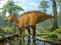 Paleontologia poate fi amuzantă. Vaca din Cretacic descoperită acum 100 de ani s-a dovedit a fi un dinozaur cu bot de rață