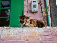 pisica insula grecia