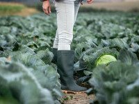 Un fermier din Satu Mare donează toată varza de pe câmp. ”Cine dorește, este binevenit” | VIDEO