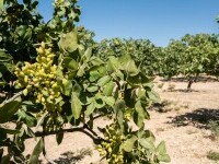 O tânără româncă angajează cel puțin 30 de muncitori la o fermă de fistic din Spania. Salariul, 12,50 euro pe oră