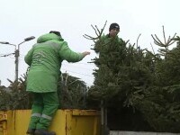 Bradul de Crăciun devine provocare după sărbători. Românii caută soluții să-l strângă fără mizerie